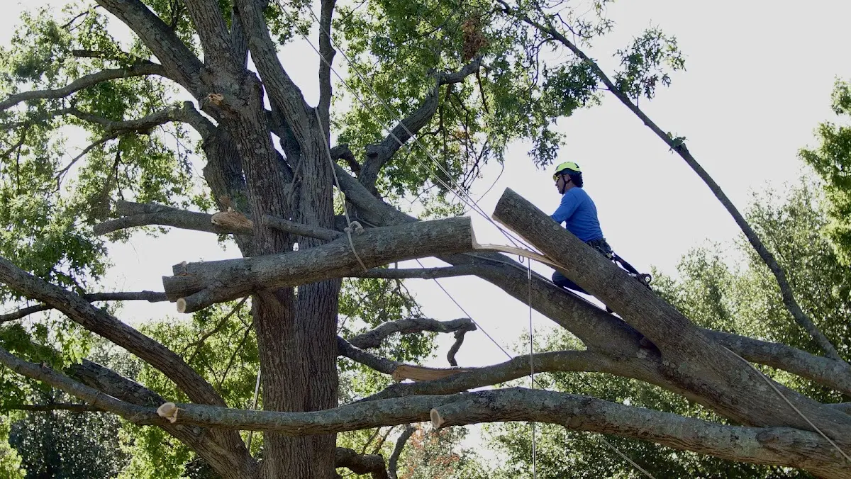 Professional Crown Thinning performed by certified arborists in New Home